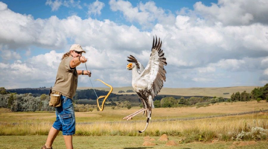 Dullstroom-Bird-of-Prey-Rehabilitation-Centre